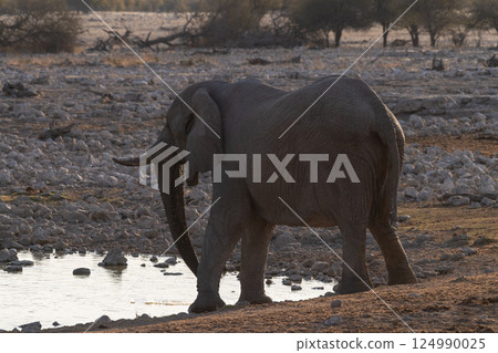 Bathing Elephants in Etosha Bathing Elephants in Etosha 124990025