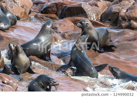 Seals at cape cross 124990032