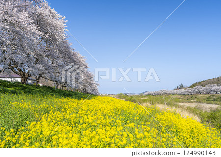 宮城縣大河原町白石川沿岸的藍天和成排的櫻花樹 124990143
