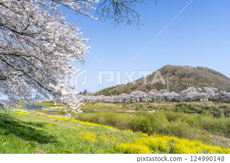 Blue sky and the row of cherry blossom trees along the banks of the Shiraishi River, Ogawara Town, Miyagi Prefecture 124990148