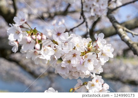 Blue sky and the row of cherry blossom trees along the banks of the Shiraishi River, Ogawara Town, Miyagi Prefecture Blue sky and the row of cherry blossom trees along the banks of the Shiraishi River, Ogawara Town, Miyagi Prefecture 124990173