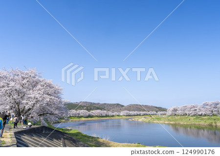 Blue sky and the row of cherry blossom trees along the banks of the Shiraishi River, Ogawara Town, Miyagi Prefecture 124990176