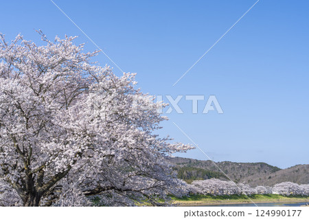 宮城縣大河原町白石川沿岸的藍天和成排的櫻花樹 124990177