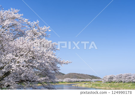 宮城縣大河原町白石川沿岸的藍天和成排的櫻花樹 宮城縣大河原町白石川沿岸的藍天和成排的櫻花樹 124990178