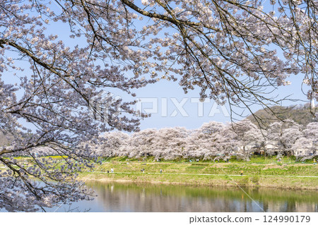 宮城縣大河原町白石川沿岸的藍天和成排的櫻花樹 宮城縣大河原町白石川沿岸的藍天和成排的櫻花樹 124990179
