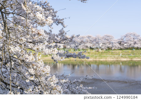 宮城縣大河原町白石川沿岸的藍天和成排的櫻花樹 宮城縣大河原町白石川沿岸的藍天和成排的櫻花樹 124990184