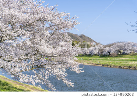 Blue sky and the row of cherry blossom trees along the banks of the Shiraishi River, Ogawara Town, Miyagi Prefecture Blue sky and the row of cherry blossom trees along the banks of the Shiraishi River, Ogawara Town, Miyagi Prefecture 124990208
