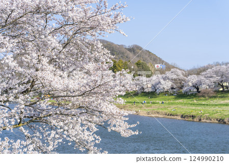 Blue sky and the row of cherry blossom trees along the banks of the Shiraishi River, Ogawara Town, Miyagi Prefecture 124990210