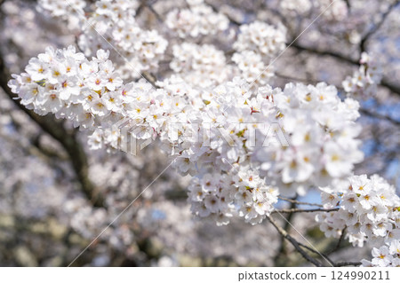 Blue sky and the row of cherry blossom trees along the banks of the Shiraishi River, Ogawara Town, Miyagi Prefecture 124990211
