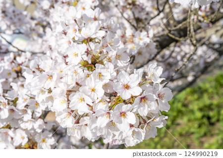 Blue sky and the row of cherry blossom trees along the banks of the Shiraishi River, Ogawara Town, Miyagi Prefecture Blue sky and the row of cherry blossom trees along the banks of the Shiraishi River, Ogawara Town, Miyagi Prefecture 124990219