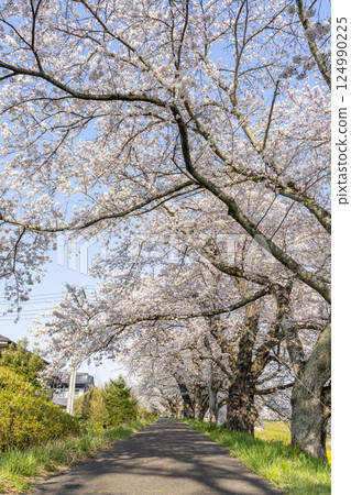 Blue sky and the row of cherry blossom trees along the banks of the Shiraishi River, Ogawara Town, Miyagi Prefecture Blue sky and the row of cherry blossom trees along the banks of the Shiraishi River, Ogawara Town, Miyagi Prefecture 124990225