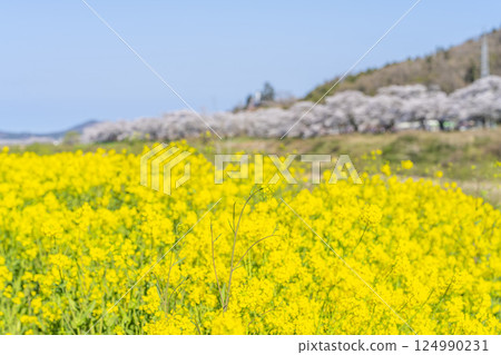 宮城縣大河原町白石川沿岸的藍天和成排的櫻花樹 124990231