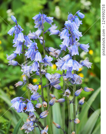Scilla campanulata 124990258
