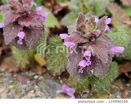 春天的野花 124990586