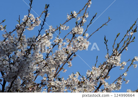 Cherry blossoms in full bloom shining in the blue sky 124990664