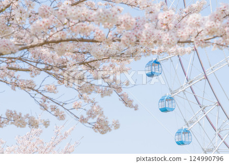 Cherry blossoms and Ferris wheel - Spring break amusement park image Cherry blossoms and Ferris wheel - Spring break amusement park image 124990796