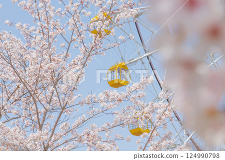 Cherry blossoms and Ferris wheel - Spring break amusement park image 124990798