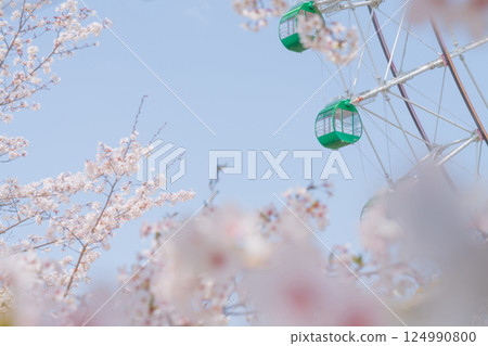 Cherry blossoms and Ferris wheel - Spring break amusement park image Cherry blossoms and Ferris wheel - Spring break amusement park image 124990800