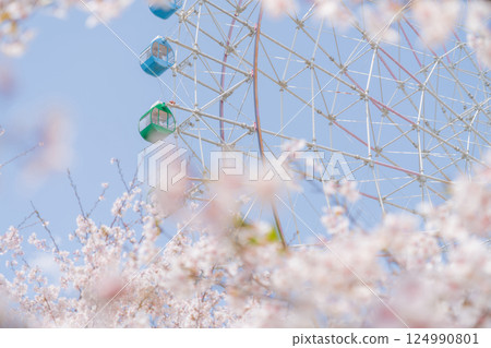 Cherry blossoms and Ferris wheel - Spring break amusement park image 124990801