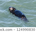 海獺洗臉 124990830