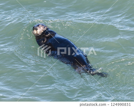 一隻海獺仰面漂浮在海浪中 124990831