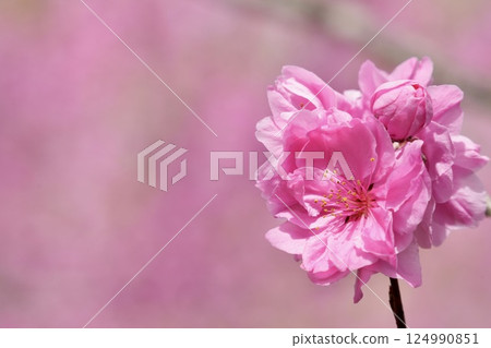 Cute pink peach blossoms spring scenery 124990851