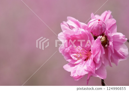 Cute pink peach blossoms spring scenery 124990855