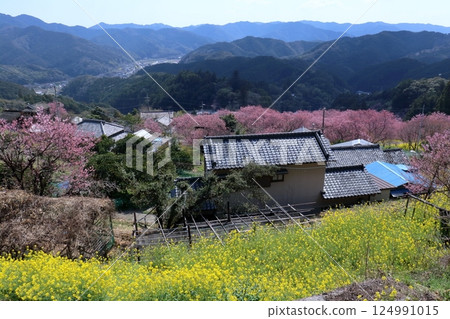 桑田山之春（高知縣須崎市） 124991015