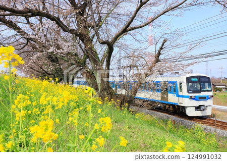 秩父鐵道“行駛在油菜花海和新開的櫻花堤岸間的特快列車” 秩父鐵道“行駛在油菜花海和新開的櫻花堤岸間的特快列車” 124991032