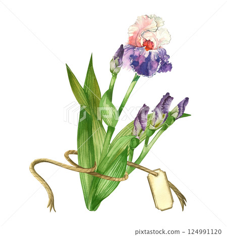 Flower bouquet of purple irises, buds, green iris leaves with brown ribbon and tag for writing the name of flowers or congratulations. Watercolor illustration for printing on postcards. Flower bouquet of purple irises, buds, green iris leaves with brown ribbon and tag for writing the name of flowers or congratulations. Watercolor illustration for printing on postcards. 124991120