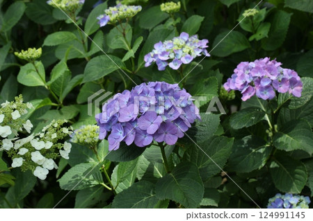 在雨季晴朗的日子裡，繡球花盛開，這是初夏的景象 124991145