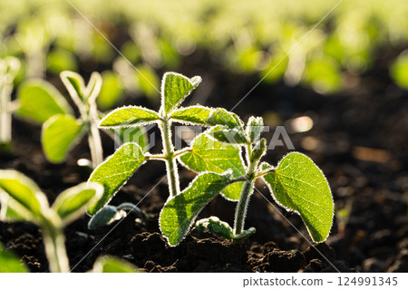 Fresh green soybean plants . Green young soy plants growing from the soil. Backlit young soya seedling. Young soy field with sunset. Beautiful growing plant background. Soft focus 124991345