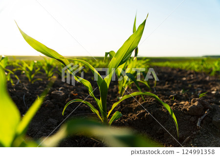 Close up young corn maize plants. Corn seedlings are growing from the soil. Young corn field with sunset. Beautiful growing plant background. Soft focus 124991358