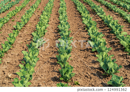 View of cabbage field. Rows of cabbage field. Fresh green cabbage. Growing cabbage. Agrarian business. Agricultural scene 124991362