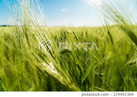 Close up of rye ears growing on the field. Growing rye. Grain for rye flour. Agrarian business. Agricultural scene. Soft focus 124991364
