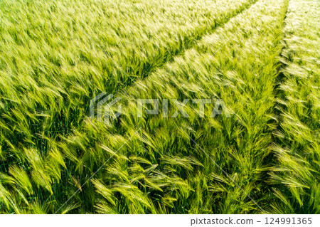 Rye grows on a field. Growing rye. Tracks from tractor wheels on a rye field. Green rye background Rye grows on a field. Growing rye. Tracks from tractor wheels on a rye field. Green rye background 124991365
