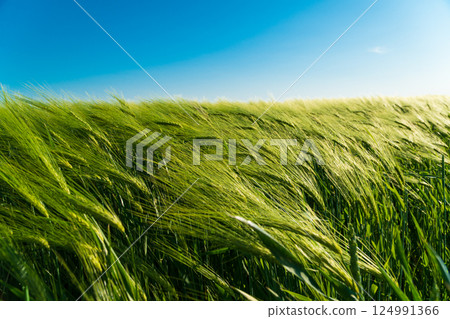 View of rye field and blue sky in summer day. Fresh green rye. Growing rye. Agrarian business. Agricultural scene 124991366