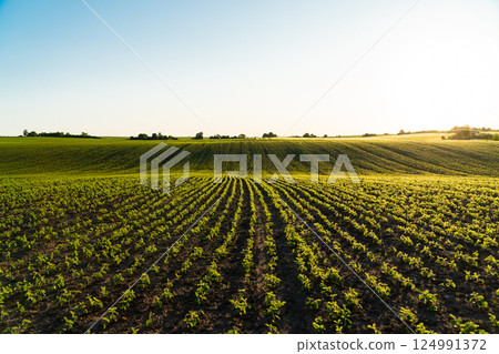 Soy field. Soy field with sunset sun. Young Soy Plants. Soy agriculture. Agrarian business. Agricultural scene Soy field. Soy field with sunset sun. Young Soy Plants. Soy agriculture. Agrarian business. Agricultural scene 124991372