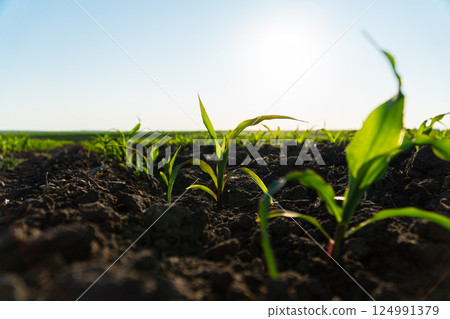 Young corn plants growing on the field on a sunny day. Fresh green sprouts of maize. Growing corn. Agrarian business. Agricultural scene. Selective focus Young corn plants growing on the field on a sunny day. Fresh green sprouts of maize. Growing corn. Agrarian business. Agricultural scene. Selective focus 124991379