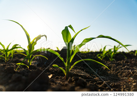 Close up green young corn maize plants. Fresh green sprouts of maize. Growing corn. Agrarian business. Agricultural scene. Selective focus 124991380
