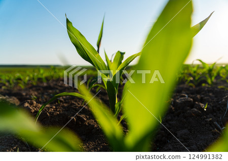 Close up green young corn maize plants. A maize rossada grows from seed from the ground in a field. Growing corn. Agrarian business. Agricultural scene. Soft focus 124991382