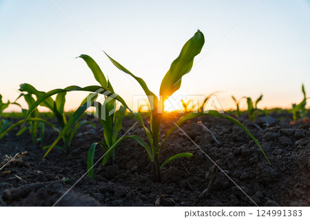 Corn grows on field. Young Corn Plants. Corn field with sunset sun. Growing corn. Agrarian business. Selective focus 124991383