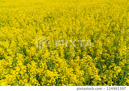 Yellow Rape Field Landscape. Rapeseed field on a warm summer day Yellow Rape Field Landscape. Rapeseed field on a warm summer day 124991397