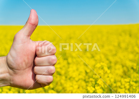 Closeup of male hand showing thumbs up sign on the background of yellow rapeseed. Growing rape 124991406