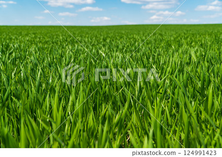 Beautiful green wheat field. Agricultural scene Beautiful green wheat field. Agricultural scene 124991423