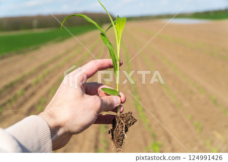 Farmer in a field holding green corn sprouts in his hands. Growing corn 124991426