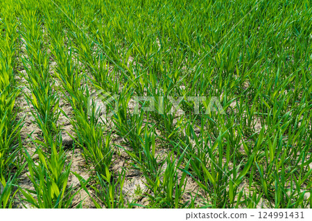 Young wheat seedlings grow in the field. Agriculture, cereal farming, wheat and barley production 124991431