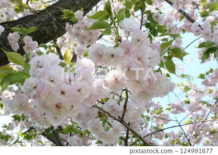 Cherry blossoms at Ofuna Flower Center Cherry blossoms at Ofuna Flower Center 124991677