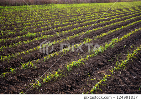 Young green corn plants on cornfield. 124991817