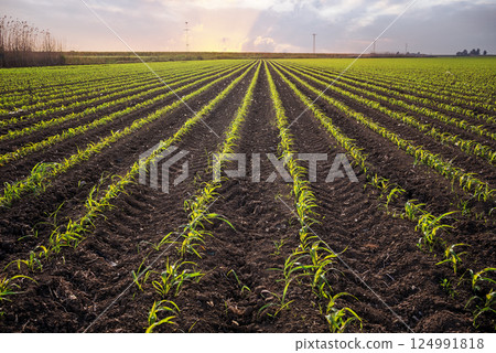 young corn plants on cornfield against sunset. young corn plants on cornfield against sunset. 124991818